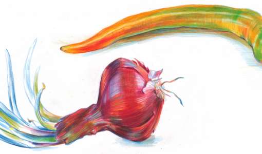 Botanische Portraits mit Farbstiften locker und lebendig zeichnen
